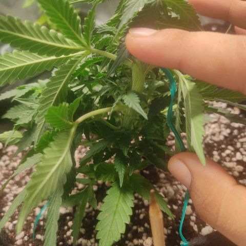 Hulk sacizero growlog timeline photo