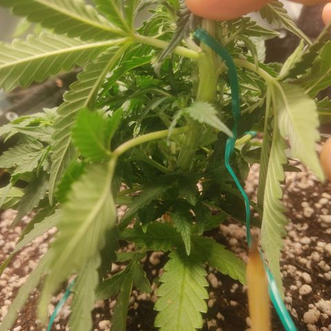Hulk sacizero growlog timeline photo