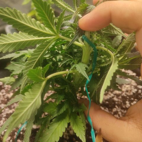 Hulk sacizero growlog timeline photo