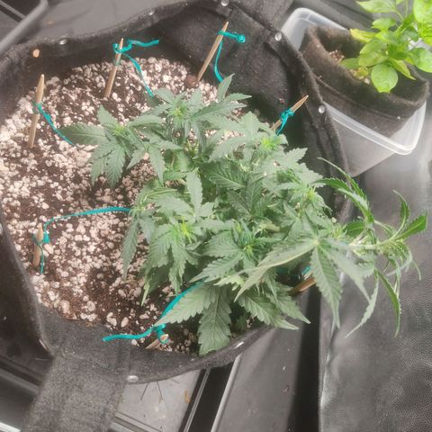 Hulk sacizero growlog timeline photo