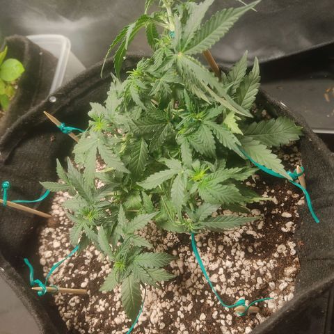 Hulk sacizero growlog timeline photo