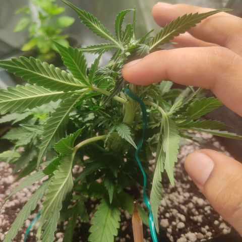 Hulk sacizero growlog timeline photo