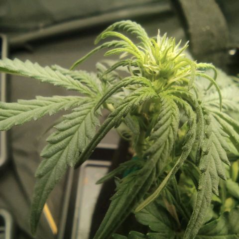 Hulk sacizero growlog timeline photo