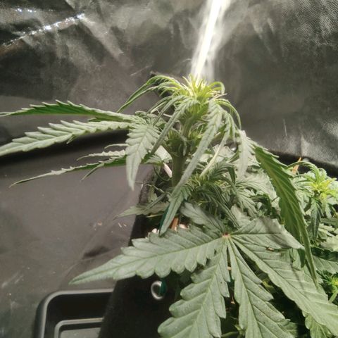Hulk sacizero growlog timeline photo