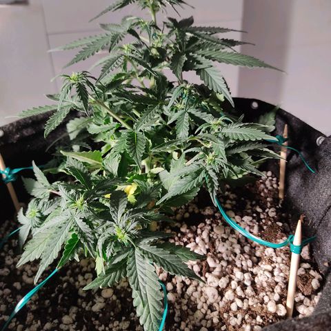 Hulk sacizero growlog timeline photo