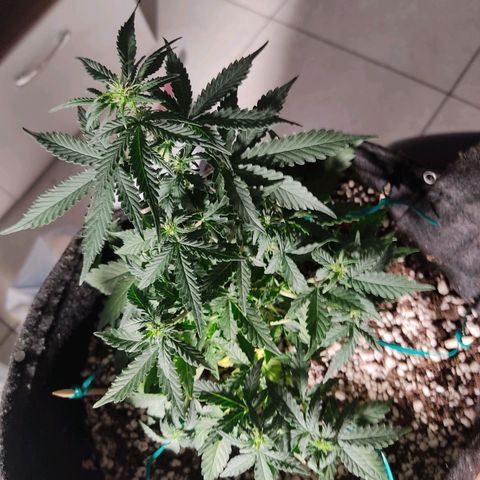 Hulk sacizero growlog timeline photo