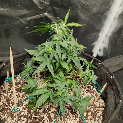Hulk sacizero growlog timeline photo