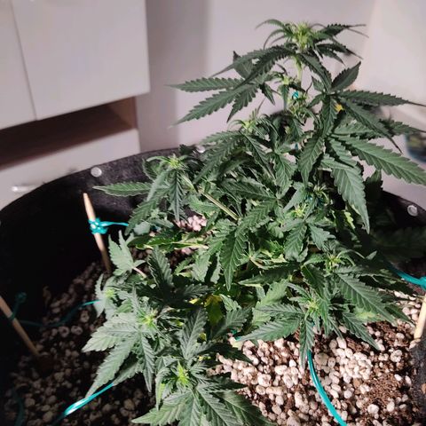 Hulk sacizero growlog timeline photo