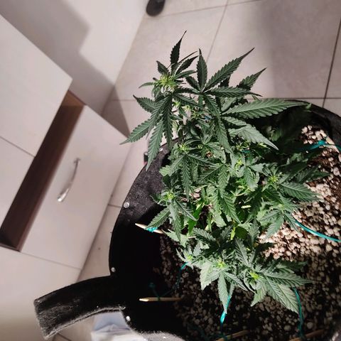 Hulk sacizero growlog timeline photo