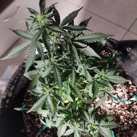Hulk sacizero growlog timeline photo