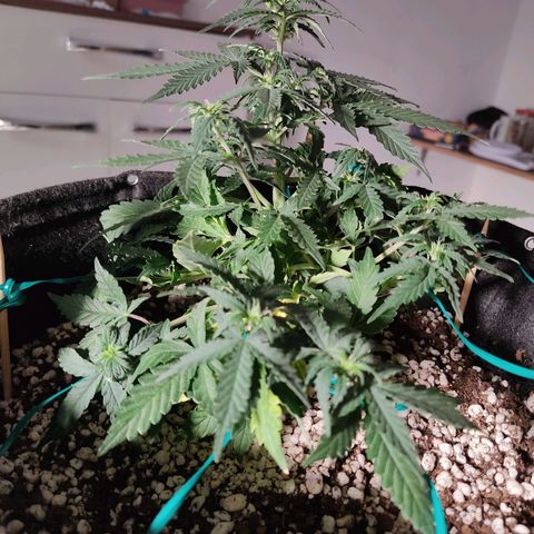Hulk sacizero growlog timeline photo