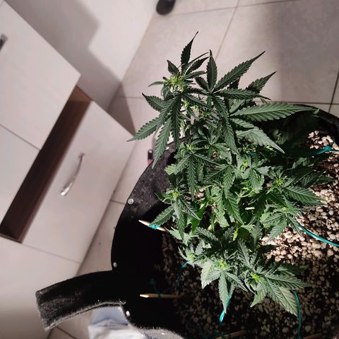Hulk sacizero growlog timeline photo