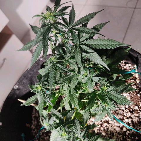 Hulk sacizero growlog timeline photo