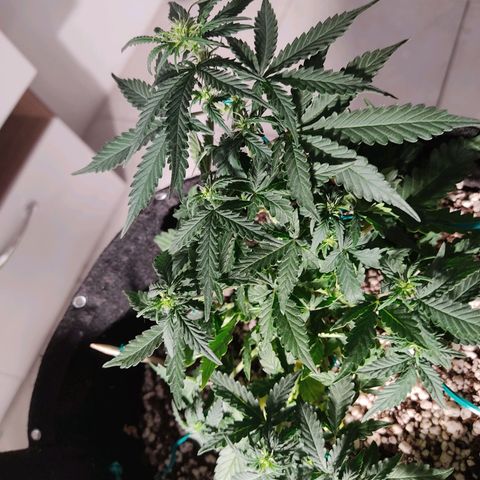 Hulk sacizero growlog timeline photo