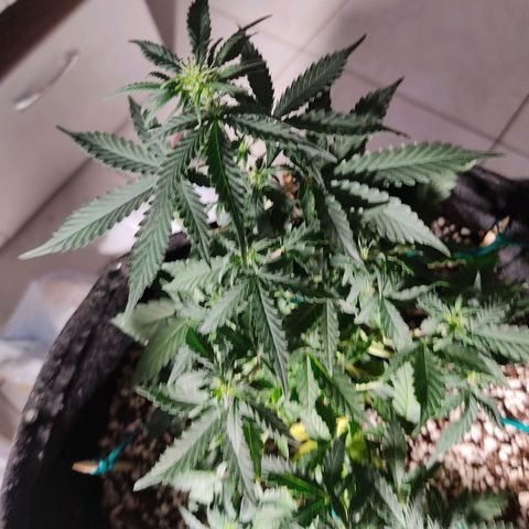 Hulk sacizero growlog timeline photo