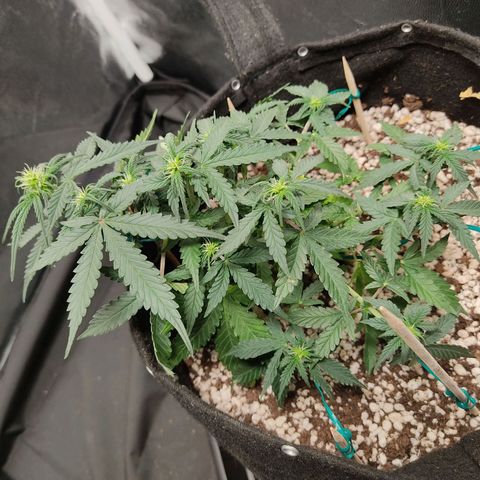 Hulk sacizero growlog timeline photo