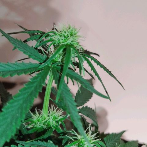 Hulk sacizero growlog timeline photo