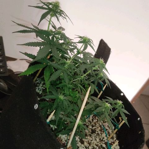 Hulk sacizero growlog timeline photo