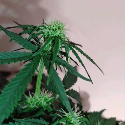 Hulk sacizero growlog timeline photo