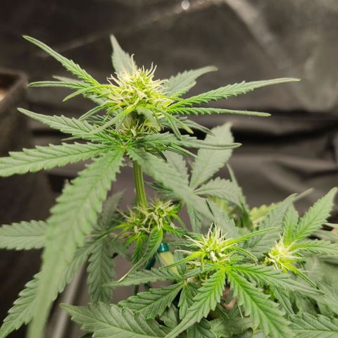 Hulk sacizero growlog timeline photo