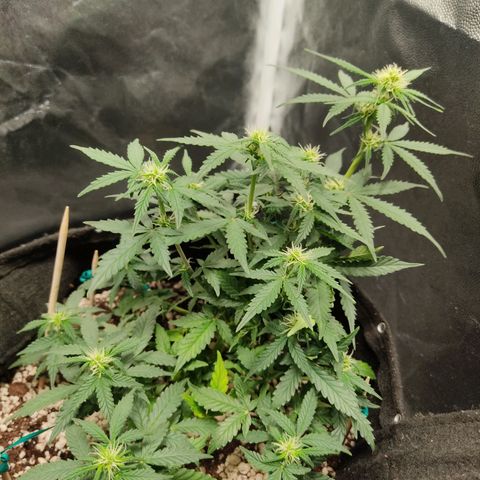 Hulk sacizero growlog timeline photo