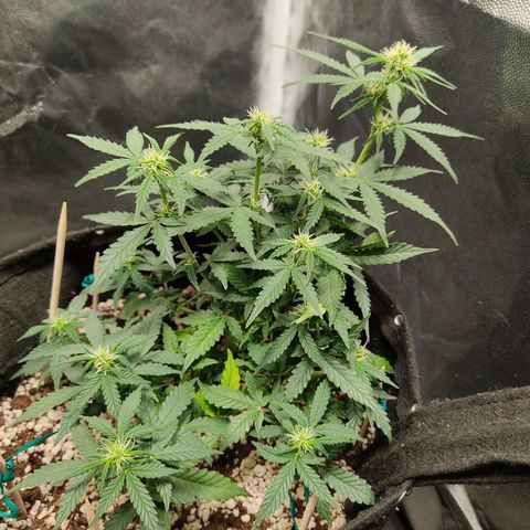 Hulk sacizero growlog timeline photo