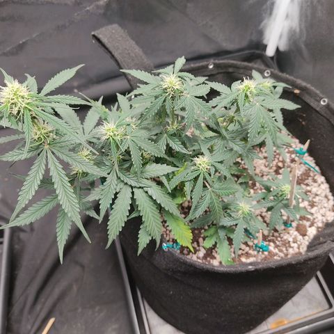 Hulk sacizero growlog timeline photo