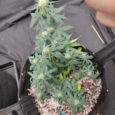 Hulk sacizero growlog timeline photo