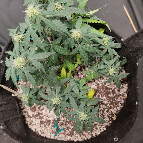 Hulk sacizero growlog timeline photo
