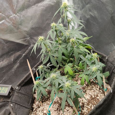 Hulk sacizero growlog timeline photo