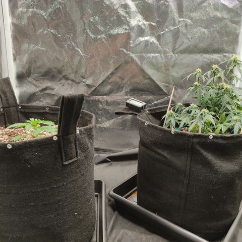 Hulk sacizero growlog timeline photo