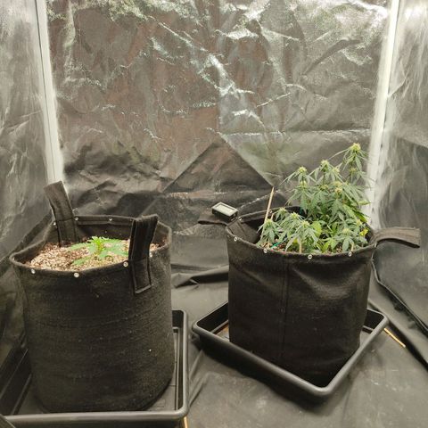 Hulk sacizero growlog timeline photo