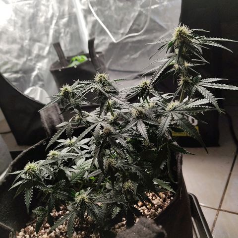 Hulk sacizero growlog timeline photo