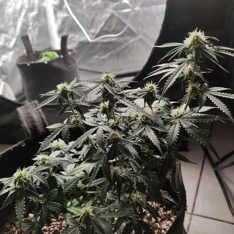 Hulk sacizero growlog timeline photo