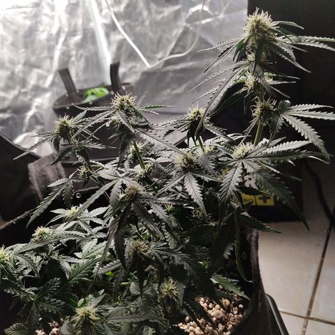 Hulk sacizero growlog timeline photo