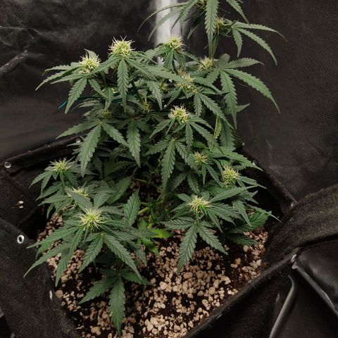 Hulk sacizero growlog timeline photo