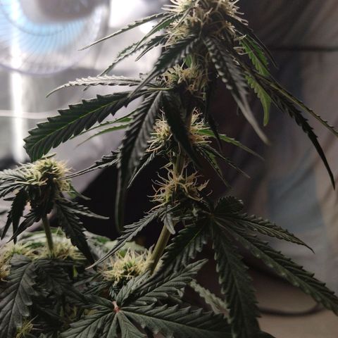 Hulk sacizero growlog timeline photo