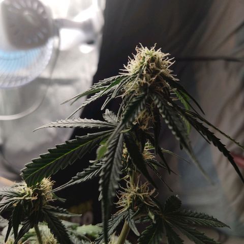 Hulk sacizero growlog timeline photo