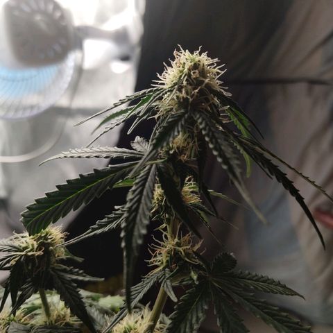 Hulk sacizero growlog timeline photo