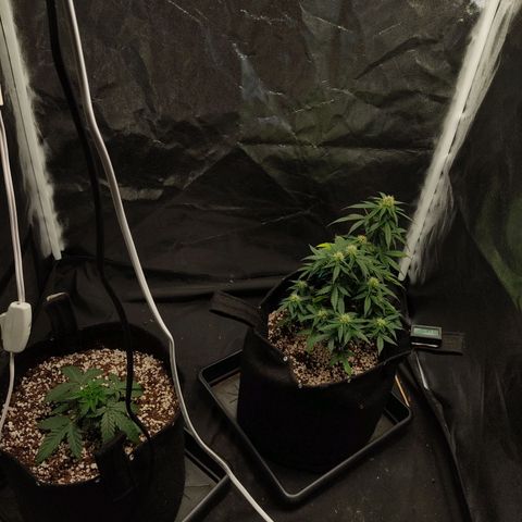 Hulk sacizero growlog timeline photo