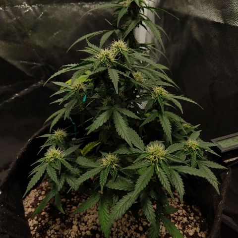 Hulk sacizero growlog timeline photo