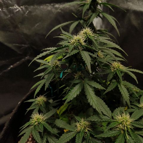 Hulk sacizero growlog timeline photo