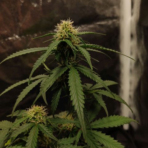 Hulk sacizero growlog timeline photo