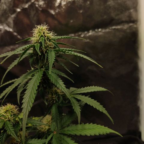 Hulk sacizero growlog timeline photo