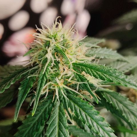 Hulk sacizero growlog timeline photo