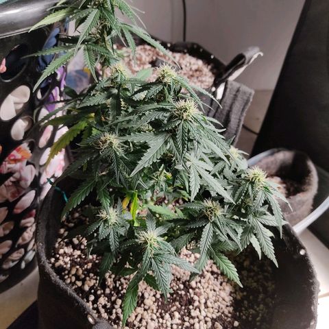 Hulk sacizero growlog timeline photo