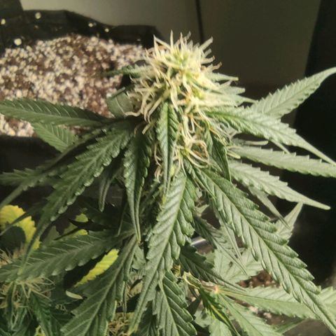Hulk sacizero growlog timeline photo