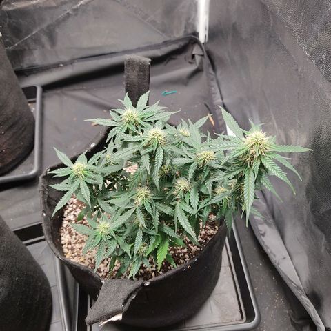 Hulk sacizero growlog timeline photo
