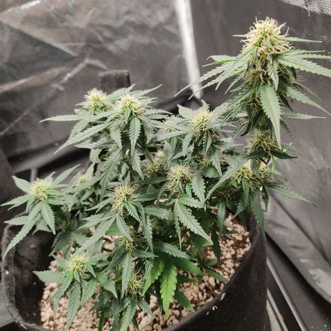 Hulk sacizero growlog timeline photo
