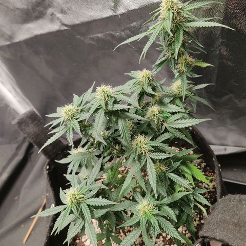 Hulk sacizero growlog timeline photo